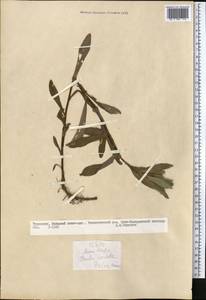 Pentanema asperum (Poir.) G.V.Boiko & Korniy., Средняя Азия и Казахстан, Копетдаг, Бадхыз, Малый и Большой Балхан (M1) (Туркмения)