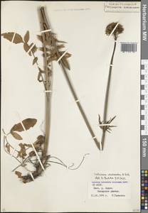 Валериана сердечниковая M.Bieb., Кавказ, Северная Осетия, Ингушетия и Чечня (K1c) (Россия)