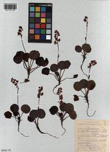 KUZ 001 837, Pyrola asarifolia subsp. incarnata (DC.) A. E. Murray, Сибирь, Алтай и Саяны (S2) (Россия)