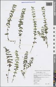 Круциата голая (L.) Opiz, Сибирь, Прибайкалье и Забайкалье (S4) (Россия)