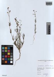 KUZ 003 950, Spergula arvensis subsp. sativa (Boenn.) Celak., Сибирь, Алтай и Саяны (S2) (Россия)
