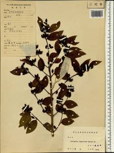Cratoxylum cochinchinense (Lour.) Bl., Зарубежная Азия (ASIA) (КНР)
