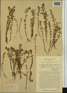 Ротала индийская (Willd.) Koehne, Западная Европа (EUR) (Италия)