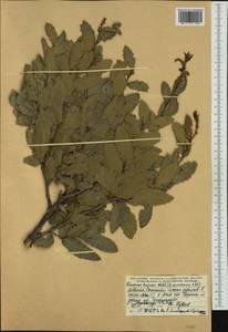Quercus trojana Webb, Западная Европа (EUR) (Албания)