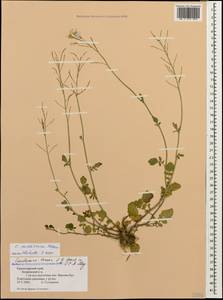 Cardamine raphanifolia subsp. acris (Griseb.) O.E. Schulz, Кавказ, Черноморское побережье (от Новороссийска до Адлера) (K3) (Россия)