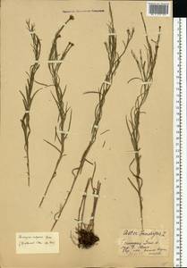 Солонечник льновидный (L.) Rchb. fil., Восточная Европа, Восточный район (E10) (Россия)