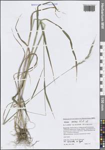 Пырейник собачий (L.) L., Сибирь, Прибайкалье и Забайкалье (S4) (Россия)