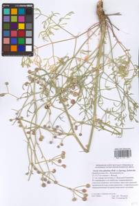 Жабрица пушистоголовая (Pall. ex Spreng.) Schischk., Восточная Европа, Восточный район (E10) (Россия)