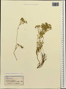 Odontarrhena tortuosa subsp. tortuosa, Кавказ, Азербайджан (K6) (Азербайджан)