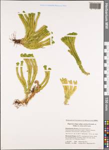 Huperzia selago subsp. appressa (Bach. Pyl. ex Desv.) D. Löve, Восточная Европа, Северный район (E1) (Россия)
