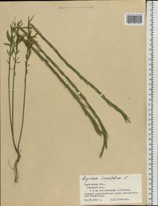 Желтушник душистый Ehrh., Восточная Европа, Центральный лесостепной район (E6) (Россия)