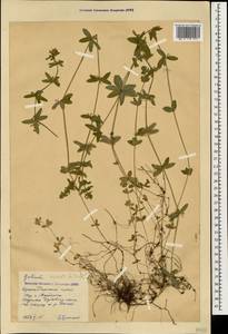 Круциата гладконогая Opiz, Кавказ, Краснодарский край и Адыгея (K1a) (Россия)