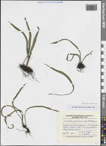 Лепизорус уссурийский (Regel & Mack.) Ching, Сибирь, Дальний Восток (S6) (Россия)