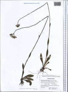 Pilosella longiscapa (Boiss. & Kotschy ex Arv.-Touv.) Sennikov, Кавказ, Краснодарский край и Адыгея (K1a) (Россия)