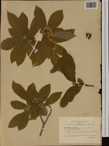 Мушмула германская L., Западная Европа (EUR) (Италия)