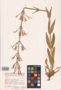 Смолевка клейкая (L.) Pers., Восточная Европа, Нижневолжский район (E9) (Россия)