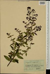 Душица обыкновенная L., Кавказ, Ставропольский край, Карачаево-Черкесия, Кабардино-Балкария (K1b) (Россия)