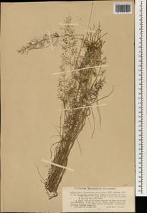 Eragrostis viscosa (Retz.) Trin., Зарубежная Азия (ASIA) (Филиппины)