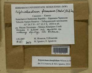Polytrichum densifolium Wilson ex Mitt., Гербарий мохообразных, Мхи - Северный Кавказ и Предкавказье (B12) (Россия)