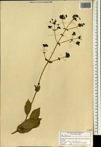 Rutaceae, Зарубежная Азия (ASIA) (Индия)