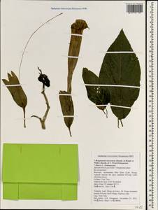 Brugmansia suaveolens (Humb. & Bonpl. ex Willd.) Bercht. & Presl, Зарубежная Азия (ASIA) (Вьетнам)