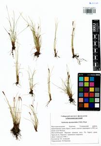 Carex myosuroides Vill., Сибирь, Прибайкалье и Забайкалье (S4) (Россия)