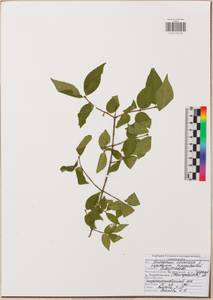 Бересклет бородавчатый Scop., Восточная Европа, Центральный район (E4) (Россия)