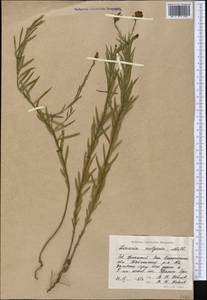 Льнянка обыкновенная Mill., Средняя Азия и Казахстан, Прикаспийский Устюрт и Северное Приаралье (M8) (Казахстан)