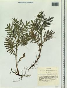 Tanacetum vulgare subsp. vulgare, Сибирь, Алтай и Саяны (S2) (Россия)