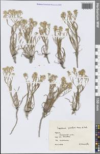 Lepidium cartilagineum subsp. cartilagineum, Крым (KRYM) (Россия)