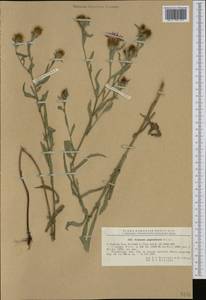 Centaurea pugioniformis Nyár., Западная Европа (EUR) (Румыния)
