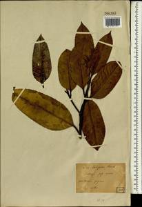 Ilex latifolia C.P. Thunb. ex A. Murray, Зарубежная Азия (ASIA) (Япония)