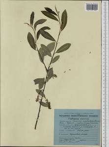 Кореянка земляничниколистная, Чозения (Pall.) A. K. Skvortsov, Сибирь, Чукотка и Камчатка (S7) (Россия)