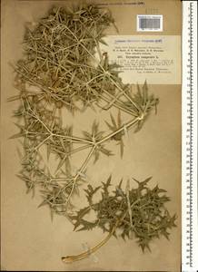 Синеголовник равнинный L., Кавказ, Грузия (K4) (Грузия)