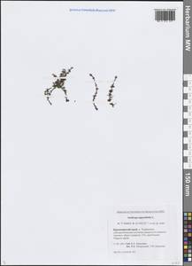 Камнеломка супротивнолистная L., Сибирь, Центральная Сибирь (S3) (Россия)