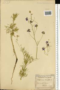 Delphinium consolida subsp. consolida, Восточная Европа, Южно-Украинский район (E12) (Украина)