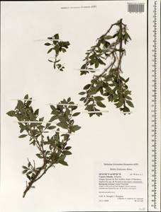 Rubia fruticosa Aiton, Африка (AFR) (Испания)