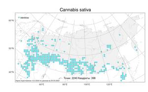 Cannabis sativa, Конопля посевная L., Атлас флоры России (FLORUS) (Россия)