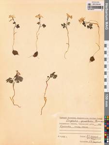 Хохлатка Городкова Karav., Сибирь, Чукотка и Камчатка (S7) (Россия)