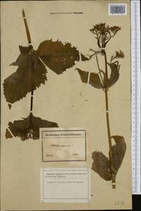 Valeriana pyrenaica L., Западная Европа (EUR) (Франция)