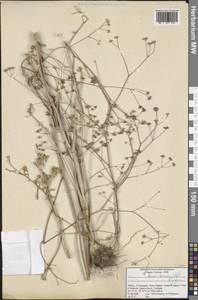 Bunium hermonis (Post) Kljuykov, Зарубежная Азия (ASIA) (Турция)