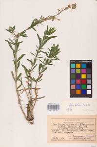 Смолевка татарская (L.) Pers., Восточная Европа, Центральный район (E4) (Россия)