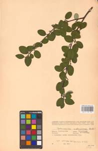 Кизильник рыхлоцветковый (J.Jacq.) Lindl., Восточная Европа, Восточный район (E10) (Россия)