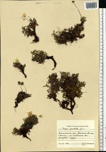 Дриада точечная (Juz.) Hultén, Восточная Европа, Северный район (E1) (Россия)