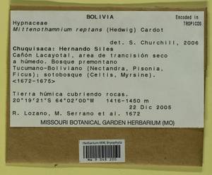 Mittenothamnium reptans (Hedw.) Cardot, Гербарий мохообразных, Мхи - Америка (BAm) (Боливия)