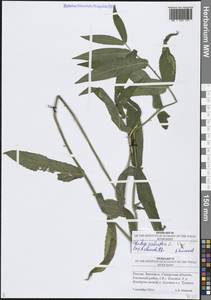 Чистец болотный L., Восточная Европа, Средневолжский район (E8) (Россия)