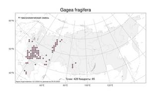 Gagea fragifera, Гусиный лук земляничный (Vill.) E.Bayer & G.López, Атлас флоры России (FLORUS) (Россия)