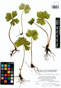 Anemonastrum baicalense (Turcz.) Mosyakin, Сибирь, Прибайкалье и Забайкалье (S4) (Россия)