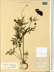 Roemeria ocellata, Кавказ, Северная Осетия, Ингушетия и Чечня (K1c) (Россия)