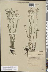 Myosotis alpestris subsp. suaveolens (Waldst. & Kit. ex Willd.) Strid, Восточная Европа, Центральный лесостепной район (E6) (Россия)